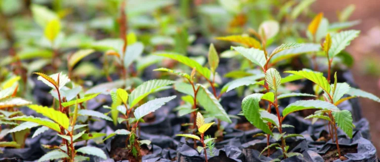 Idee di giardinaggio in borsa facili e veloci