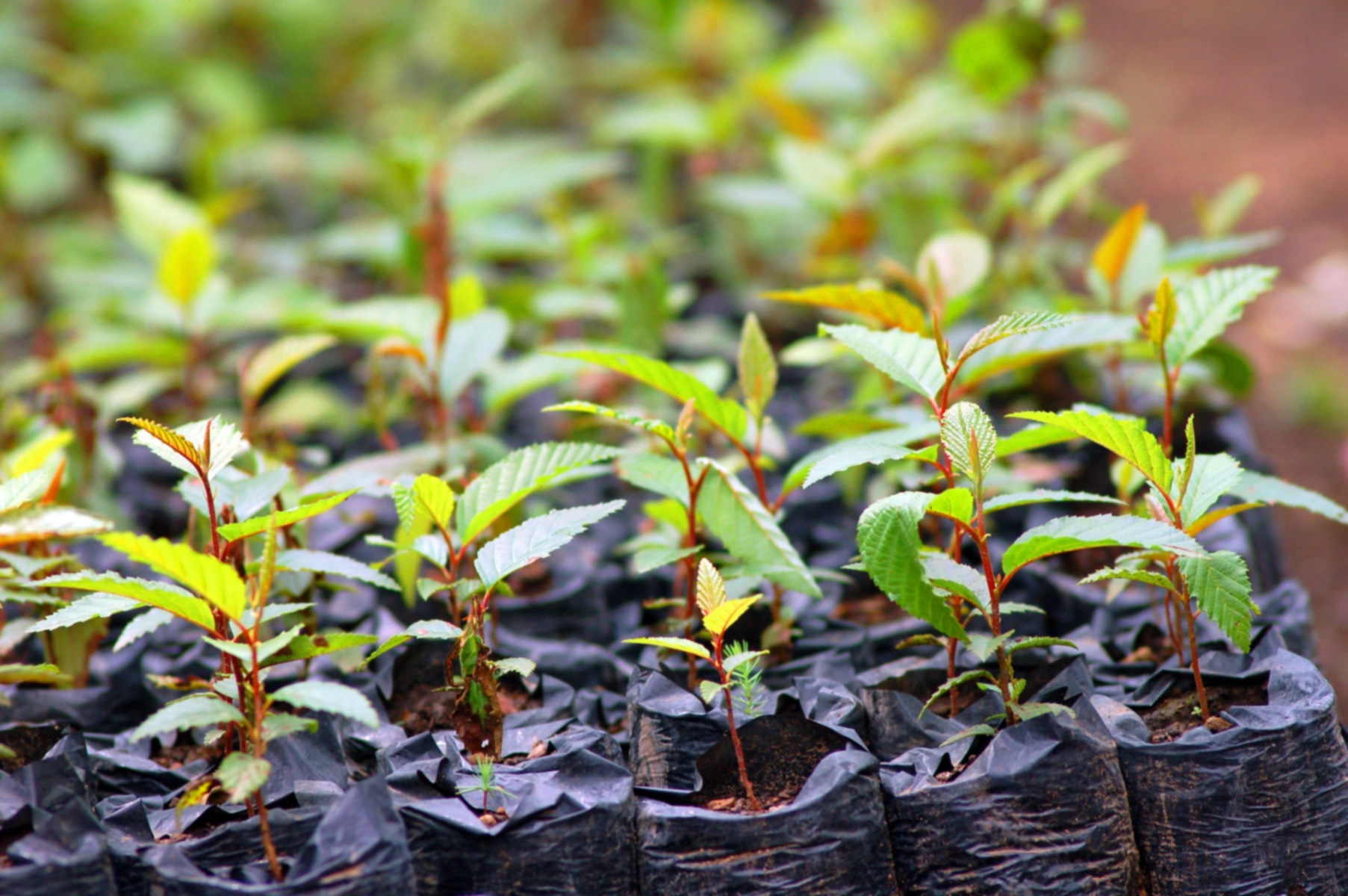 Schnelle und einfache Ideen für die Gartenarbeit in der Tüte