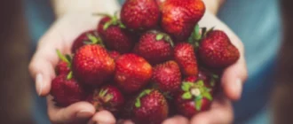 Cómo cultivar fresas en el jardín