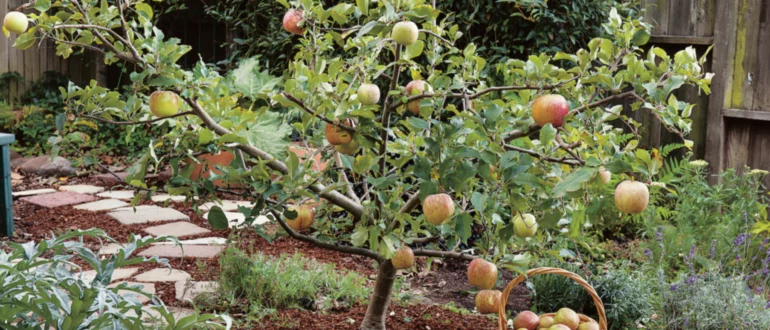 Cómo podar árboles frutales para mantenerlos pequeños