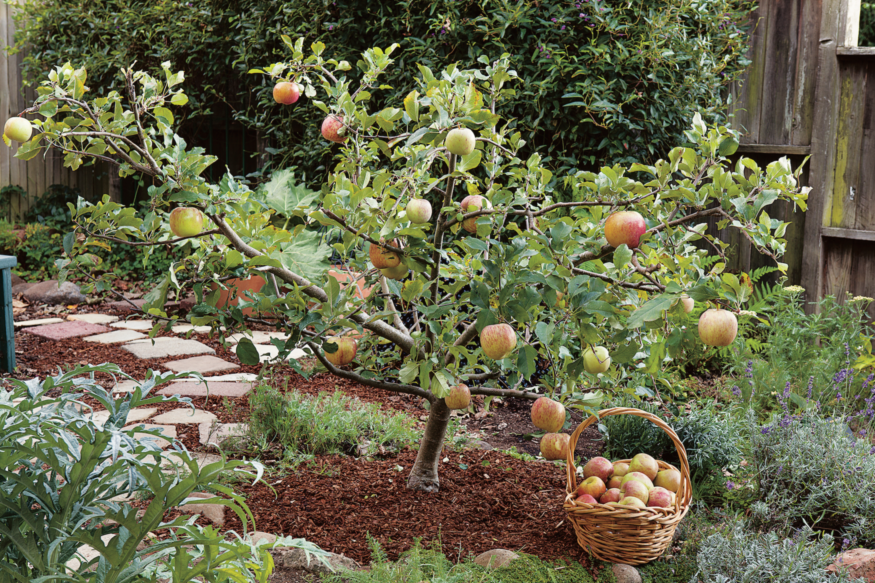 Come potare gli alberi da frutto per mantenerli piccoli