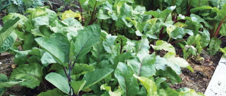 Aventures dans l'agriculture de banlieue