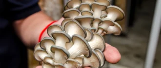 Coltivare funghi in casa: il metodo PF Tek