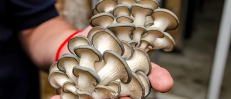 Thuis champignons kweken: de PF Tek-methode