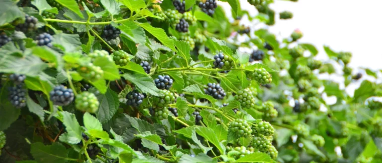 Propagación de moras por estacas