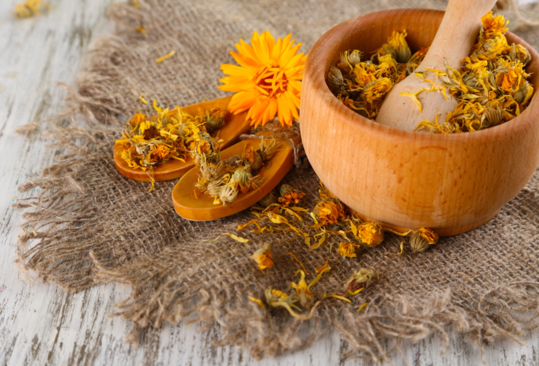 Cultiver et utiliser le calendula à usages multiples