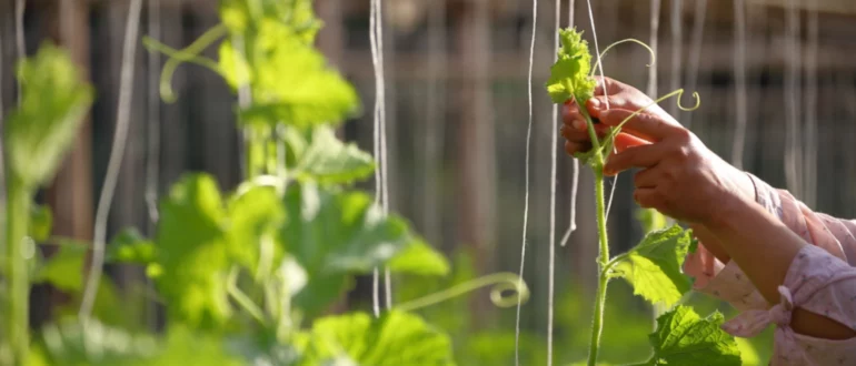 Sisteme verticale de grădinărit de legume DIY