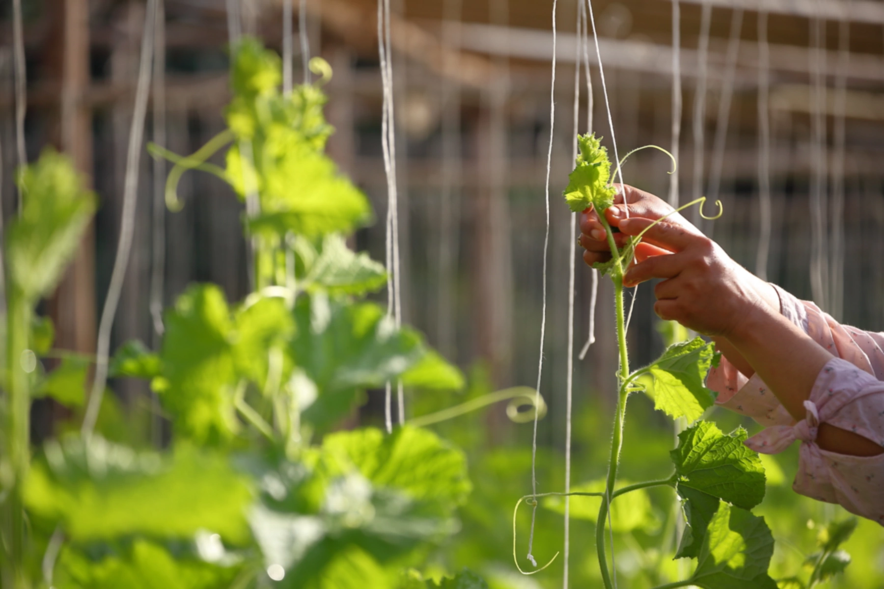 Sistem Berkebun Sayuran Vertikal DIY