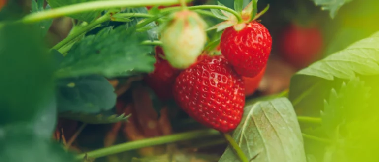 Comment cultiver des fraises