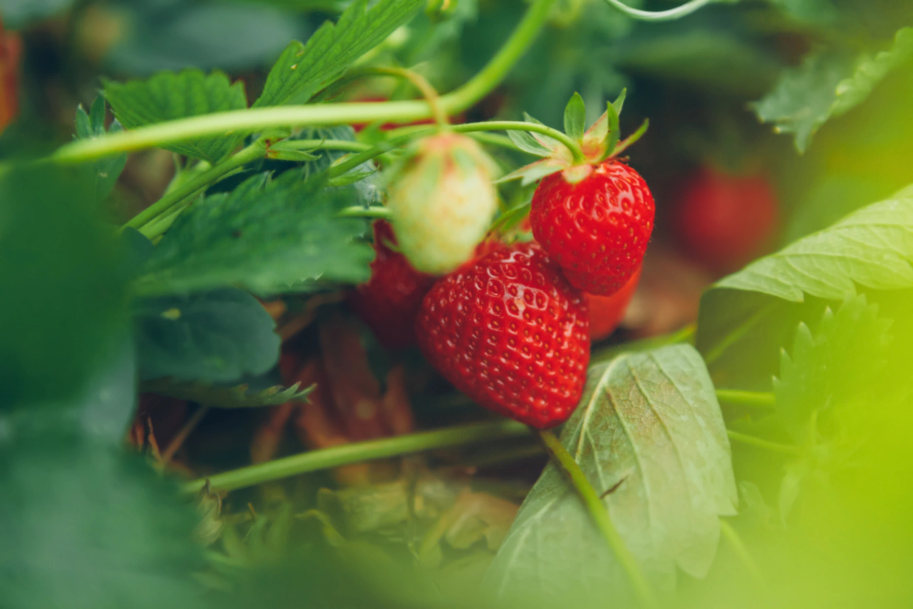 Comment cultiver des fraises