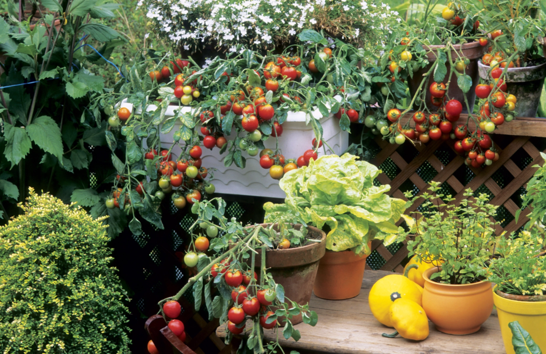 Les meilleurs légumes pour le jardinage en conteneur