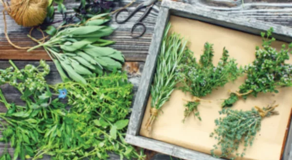 Répertoire des herbes culinaires et médicinales