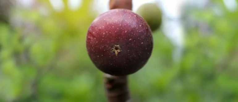 Cele mai ușor de înmulțit plante fructifere