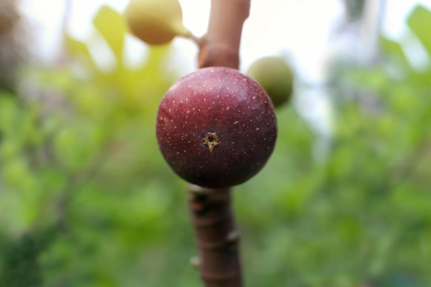 De gemakkelijkste fruitplanten om te vermeerderen