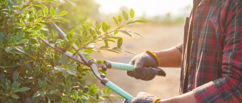 Comment affûter et entretenir les outils de jardinage (vidéo)