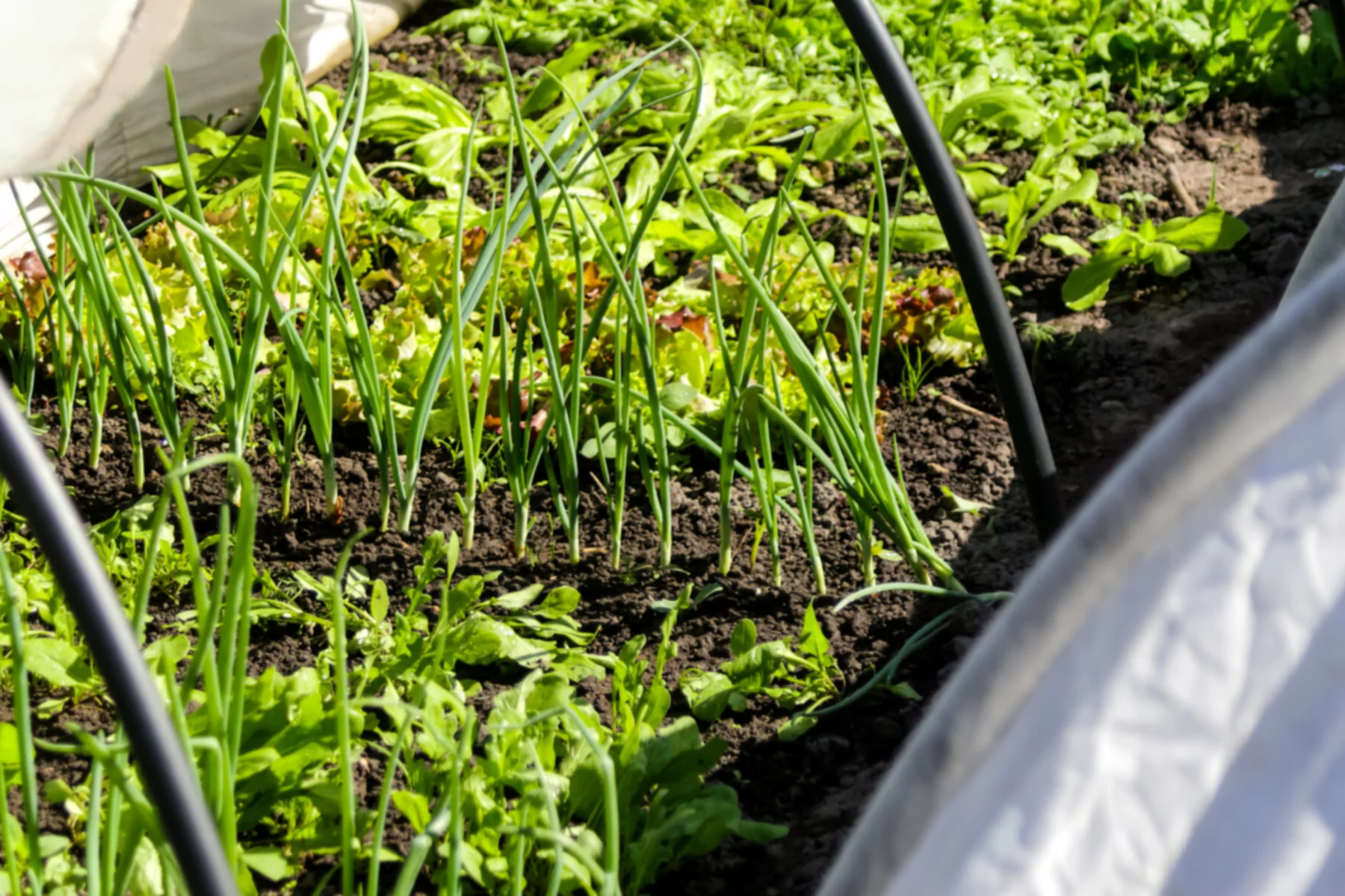 Tipps für den Wintergarten: Gemüse, das im Winter wächst