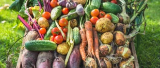 Gids voor het telen van biologische groenten en fruit