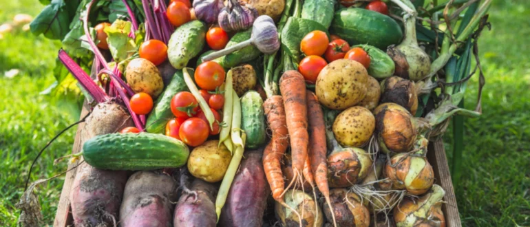 Guia de Cultivo de Vegetais e Frutas Orgânicos