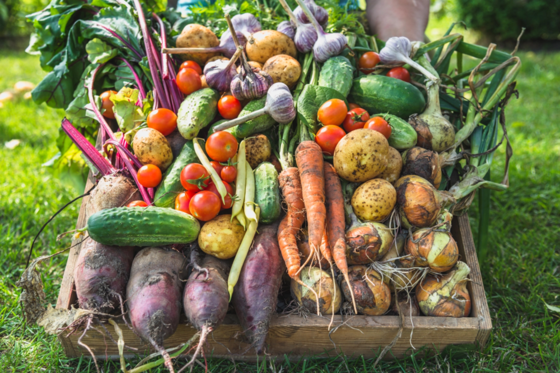 Guide de la culture des légumes et des fruits biologiques