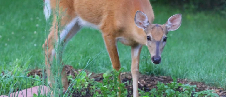 Biologische hertenbestrijding voor uw tuin