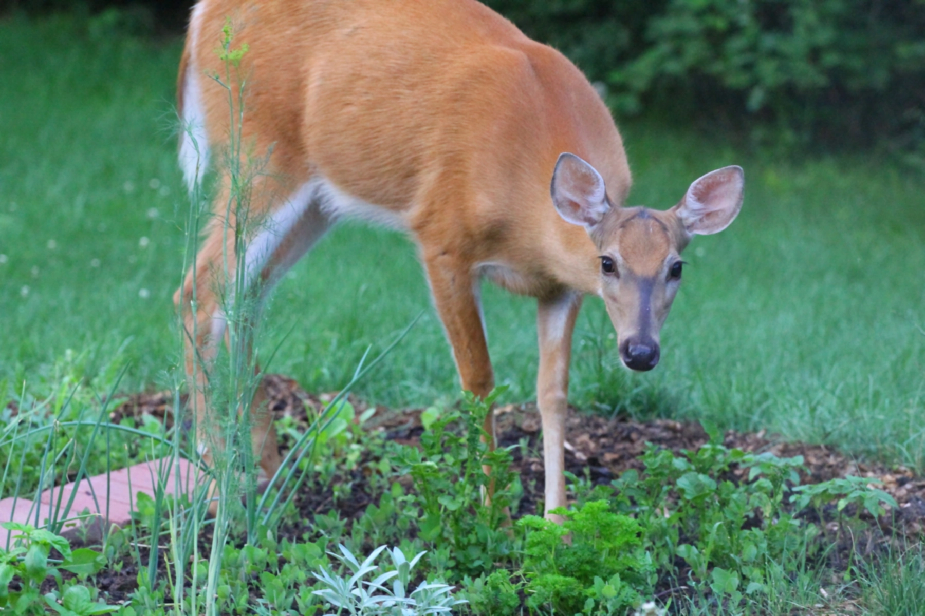 Biologische hertenbestrijding voor uw tuin