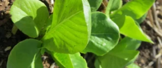 Siembre ya su huerto de primavera