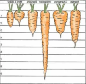 Variedades de zanahoria para todo el año