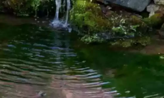 Een levend landschap creëren