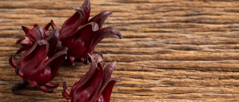 Comment cultiver l'hibiscus