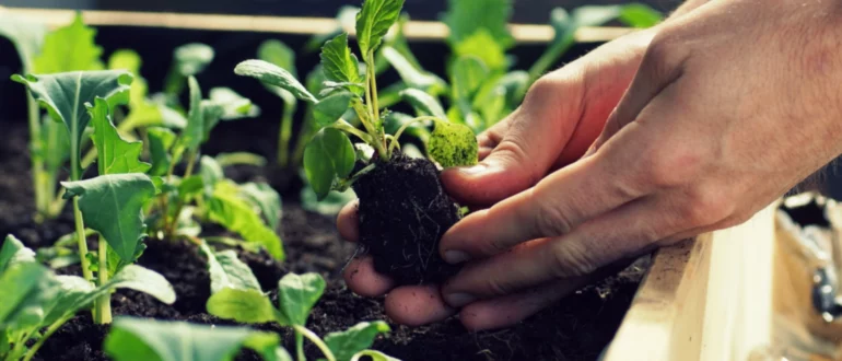 Hoe diep moet een verhoogd tuinbed zijn?