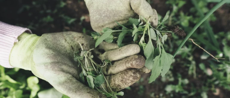 Die 10 schlimmsten Gartenunkräuter