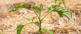 Instrucciones de jardinería con balas de paja