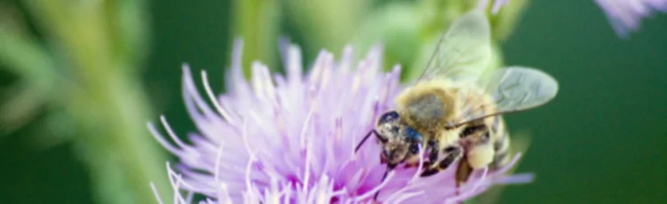 Økologisk skadedyrsbekæmpelse i serien: Nyttige insekter