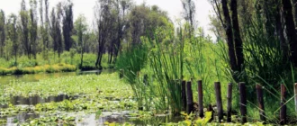 Natuurlijke vijver-aquaponics