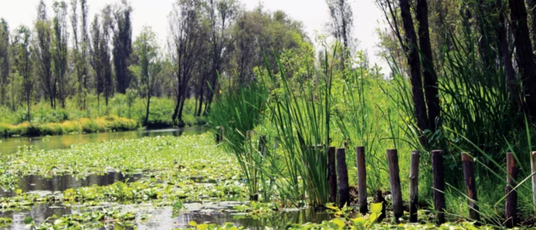 Aquaponie naturelle en étang