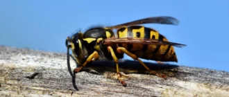 Yellow Jackets: Bun sau rău pentru Garden?