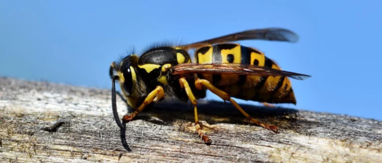 Yellow Jackets: Godt eller dårligt for haven?