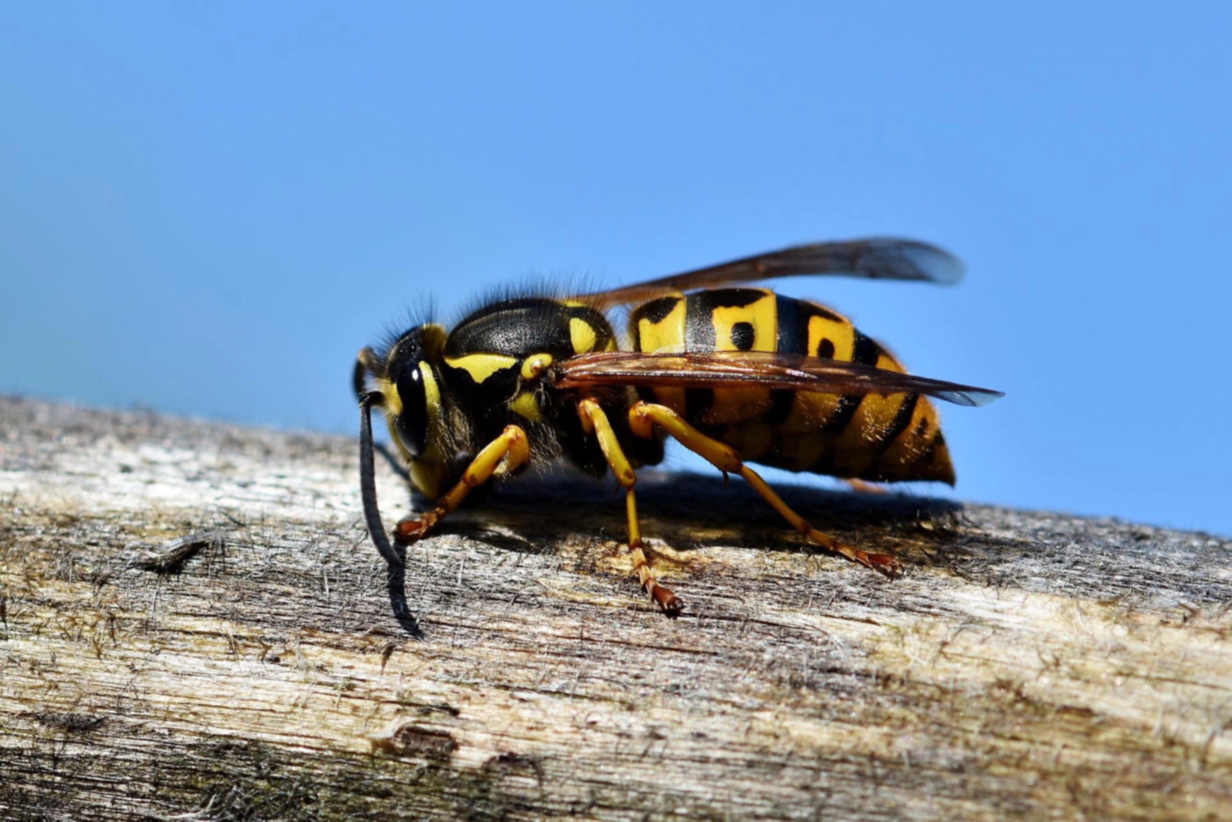 Yellow Jackets: Godt eller dårligt for haven?