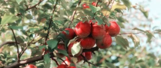 Der Anbau von Obstbäumen im Hausgarten