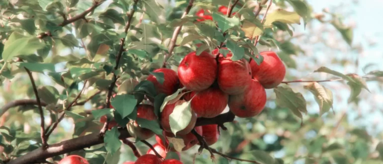 Cultivarea pomilor fructiferi în grădina de acasă