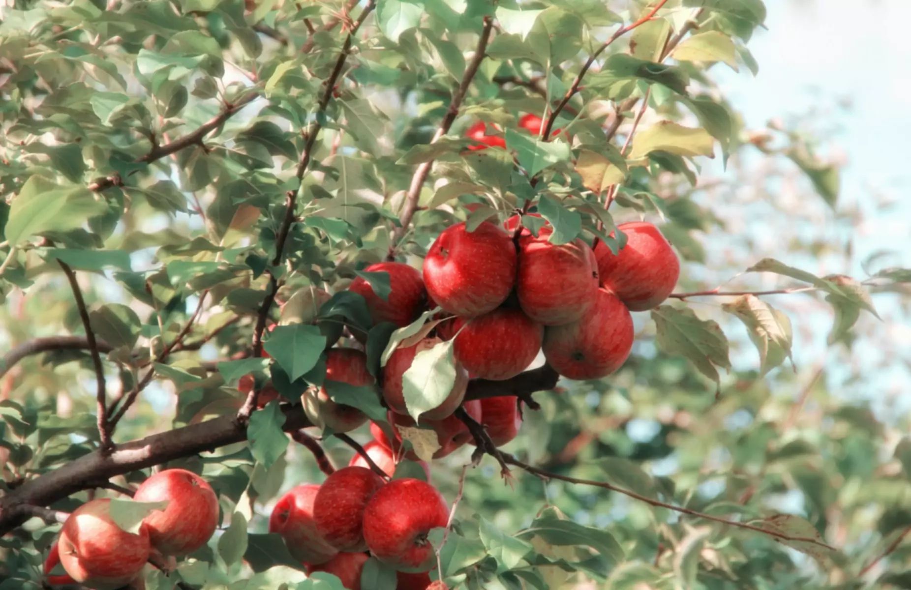 Der Anbau von Obstbäumen im Hausgarten