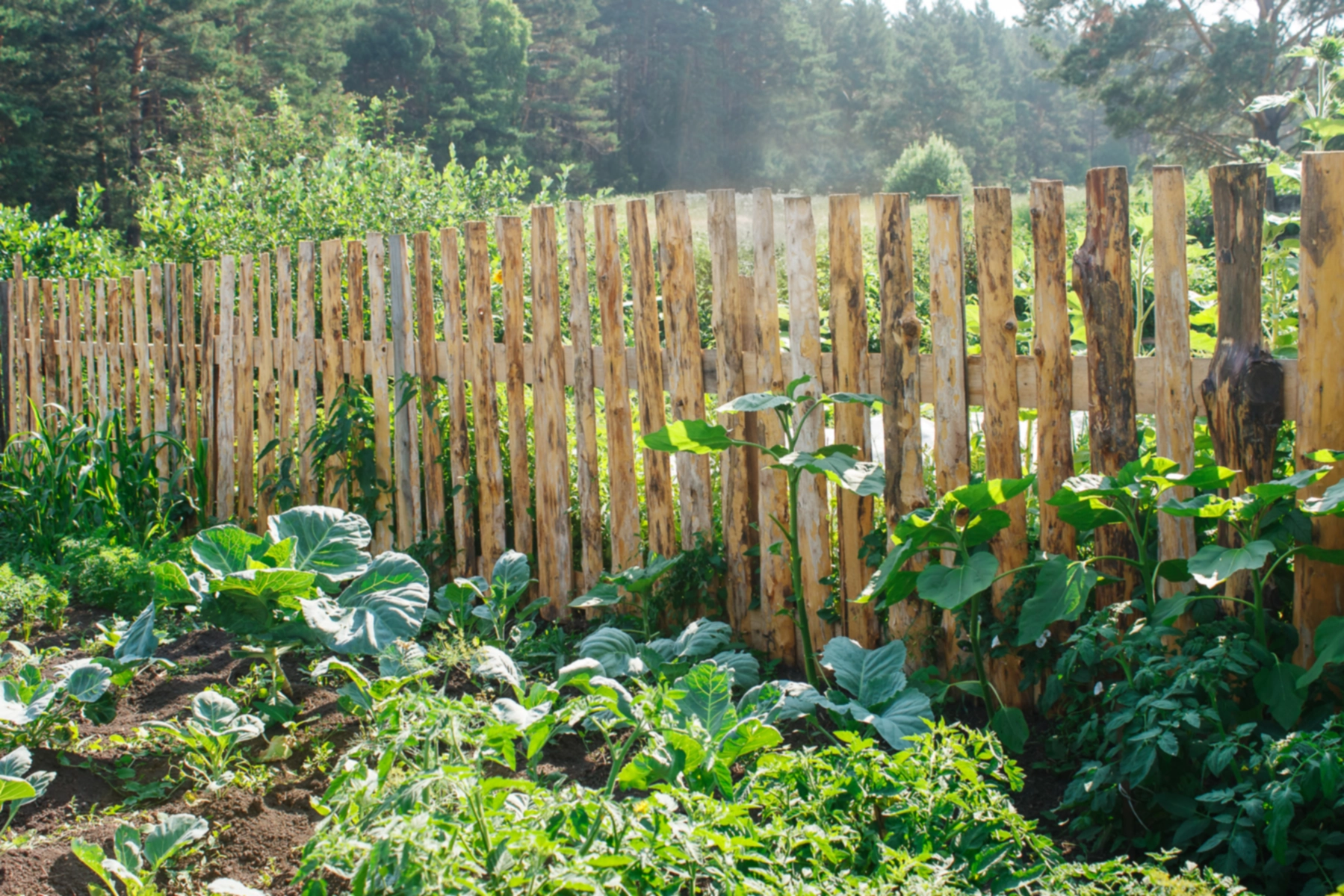 Choisir la meilleure clôture de jardin