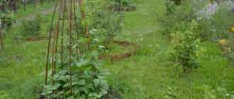 Cómo hacer un tipi de jardín para judías verdes