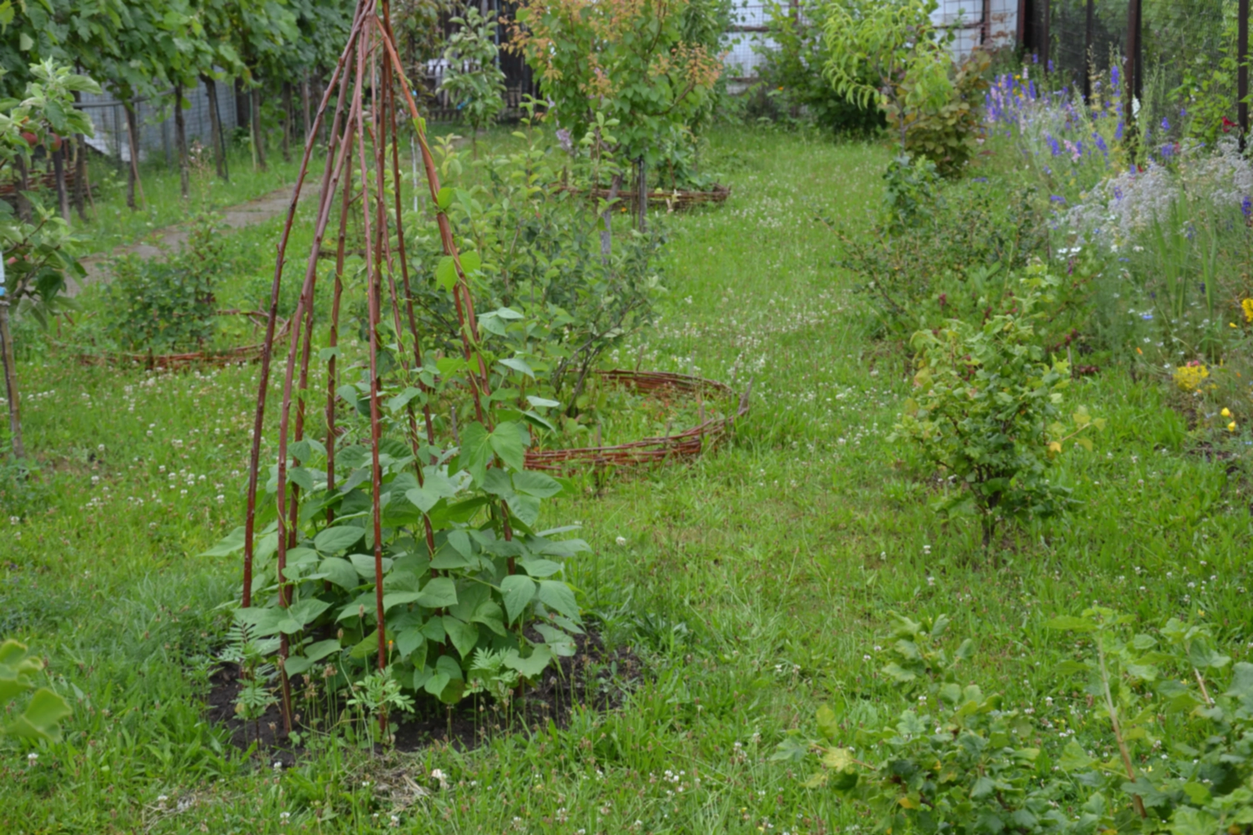 Cum să faci un Teepee de grădină pentru fasole de polen